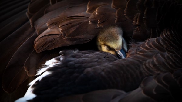 Duckling Bird Feathers Wallpaper