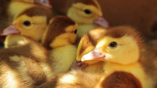 Ducklings Many Chicks Wallpaper