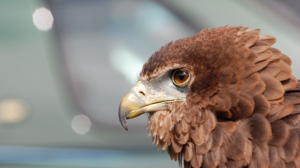 Eagle Beak Bird Feathers Predator wallpaper