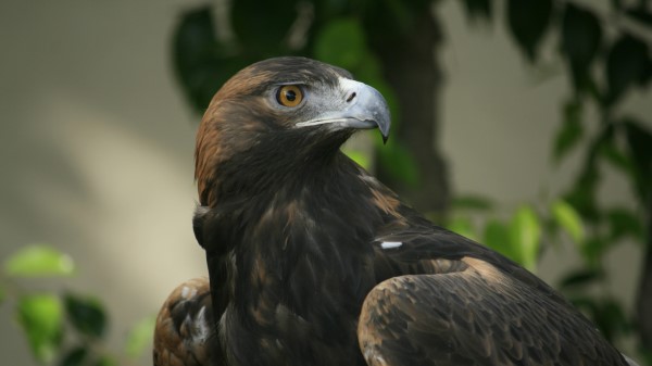 Eagle Beak Eyes Bird Predator Wallpaper