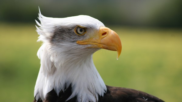 Eagle Bird Predator Beak Wallpaper Wallpaper