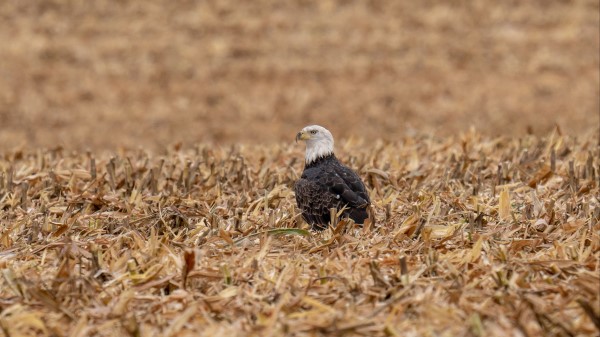 Eagle Bird Predator Image Wallpaper