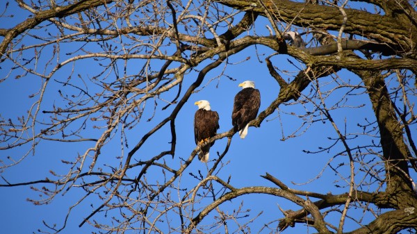 Eagle Birds Branches Wallpaper