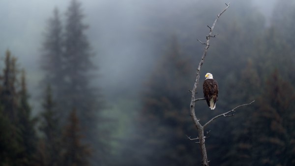 Eagle Predator Bird Wallpaper