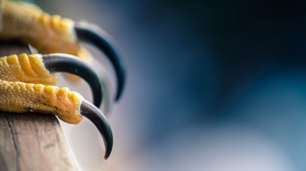 Falcon Bird Talons Predator wallpaper