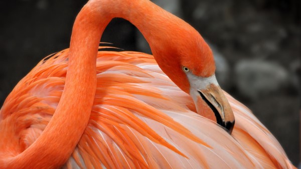 Flamingo Bird Hd wallpaper
