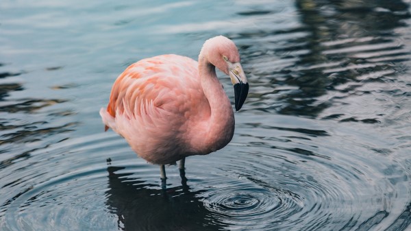 Flamingo Bird Water Wallpaper