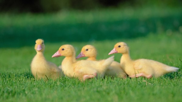 Geese Grass Chicks Wallpaper