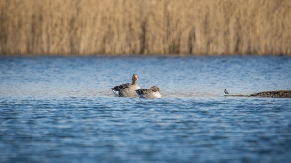 Geese Pond Birds wallpaper