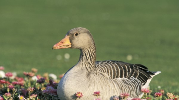 Goose Flowers Bird Wallpaper