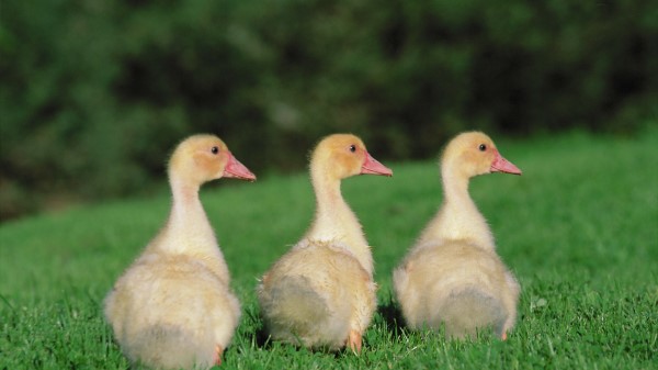Goslings Geese Birds Chicks wallpaper