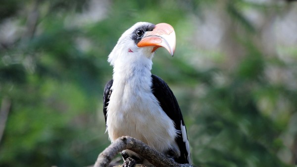 Great Hornbill Bird Beak Wallpaper