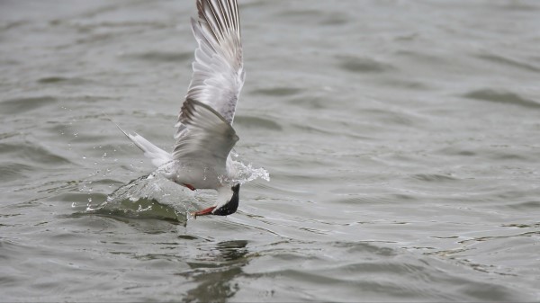 Gull Mining Huntin Wallpaper