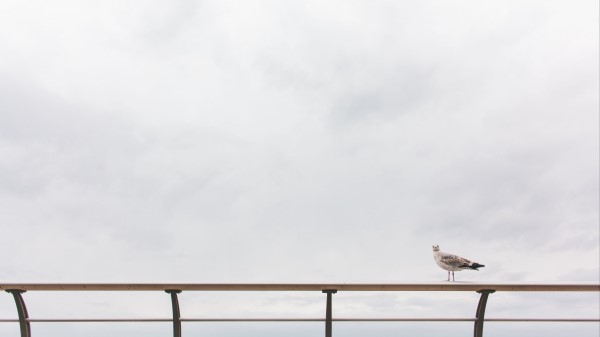 Gull Railing Sea Sky Wallpaper