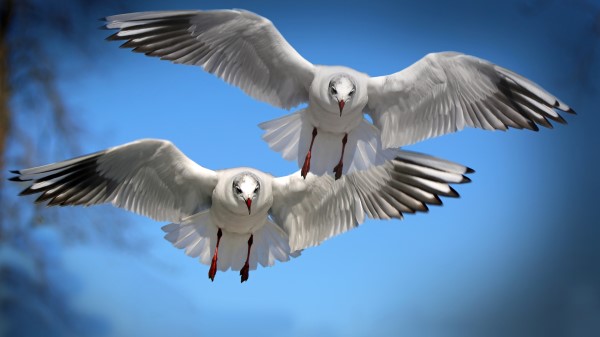 Gulls Birds Flying Flapping Wallpaper