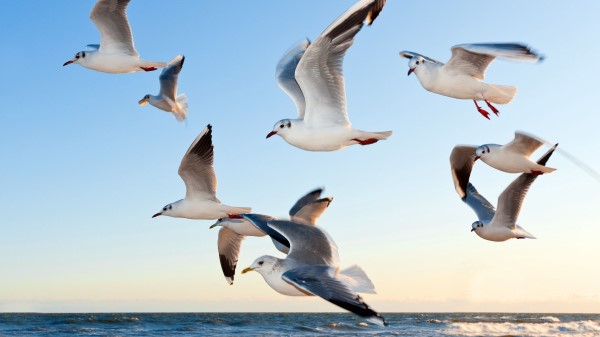 Gulls Birds Flying Sea wallpaper