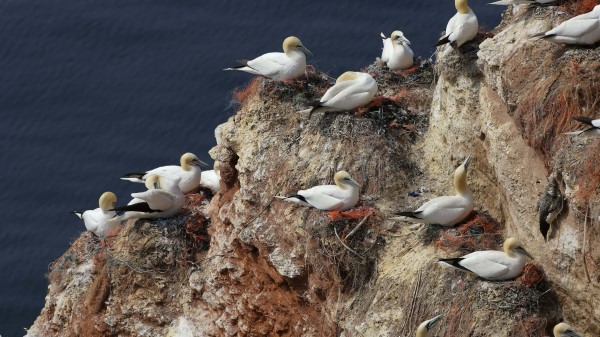 Gulls Nest Rock wallpaper