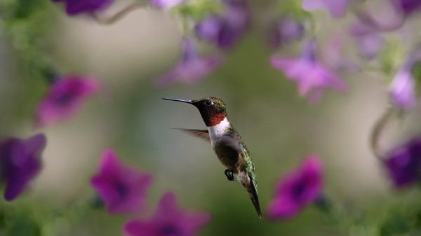 Hummingbird Bird Wings Flap Wallpaper