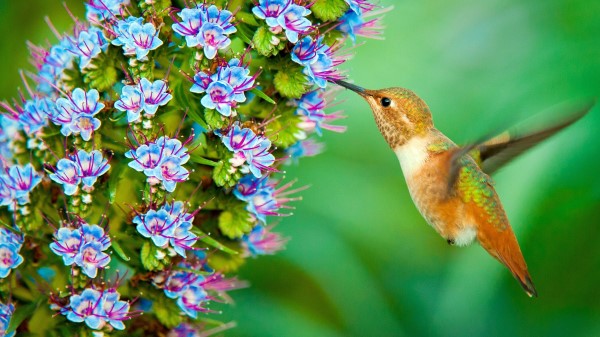 Hummingbird Hd Wallpaper