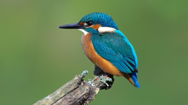 Kingfisher Hd Wallpaper