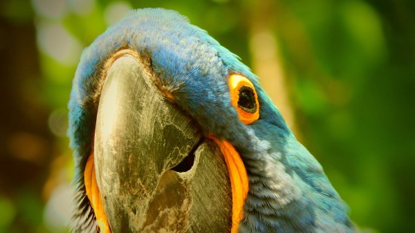 Macaw Parrot Beak Wallpaper