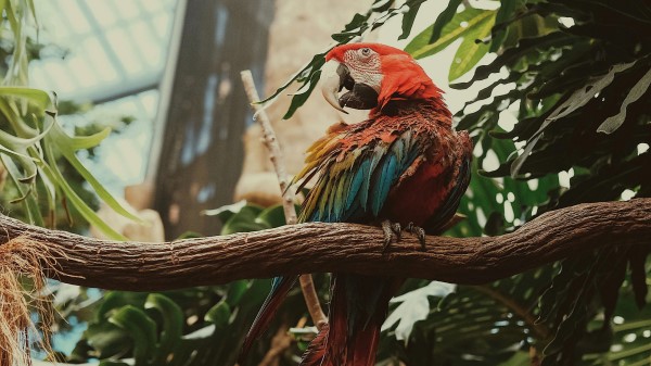 Macaw Parrot Bird Colorful Wallpaper