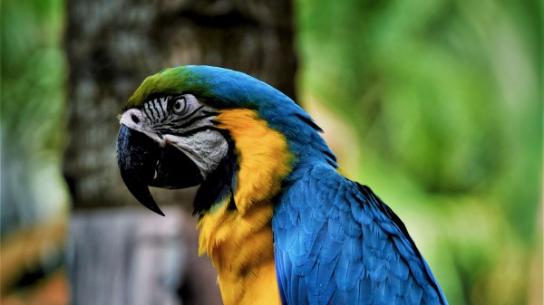 Macaw Parrot Bird Image Wallpaper