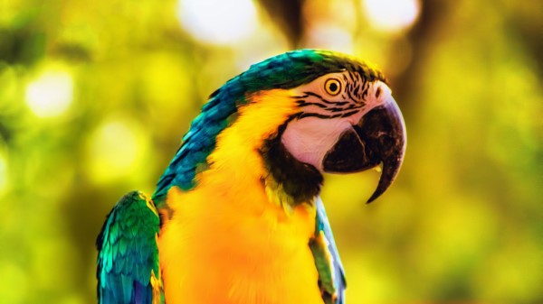 Macaw Parrot Bird Img Wallpaper