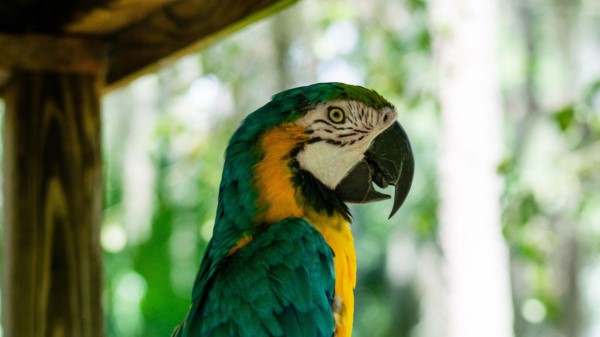 Macaw Parrot Bird Pc Wallpaper