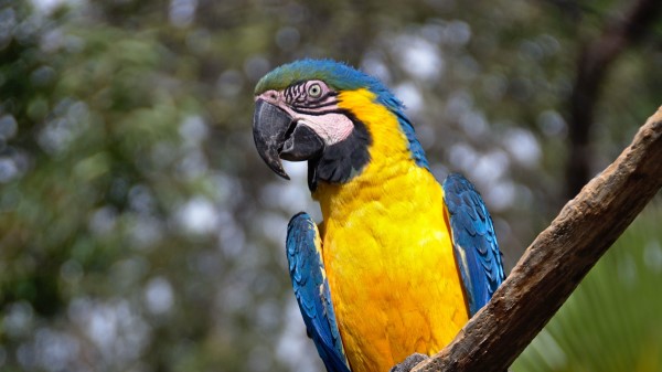 Macaw Parrot Bird Pic Wallpaper