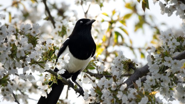 Magpie Bird Flowering Wallpaper