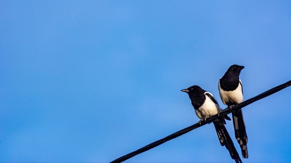 Magpies Birds Wire Wallpaper