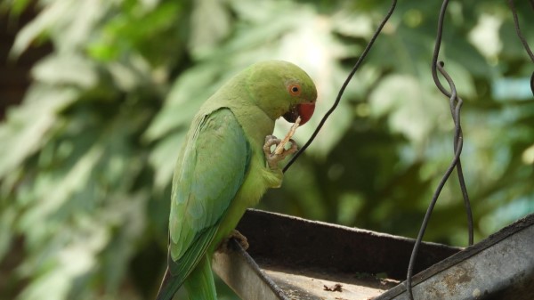 Necklace Parrot Parrot Bird Wallpaper