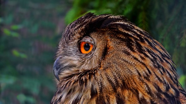 Owl Bird Predator Photo Wallpaper