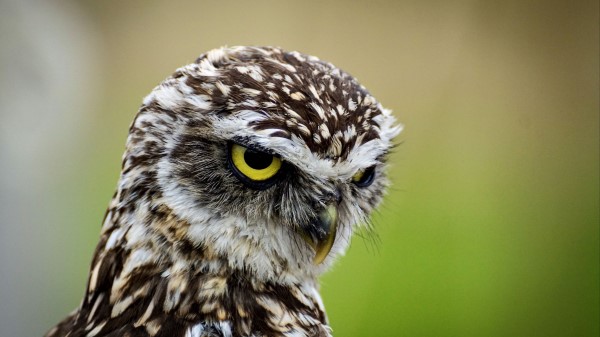 Owl Bird Predator Pic Wallpaper