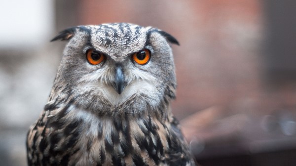 Owl Bird Predator Picture Wallpaper