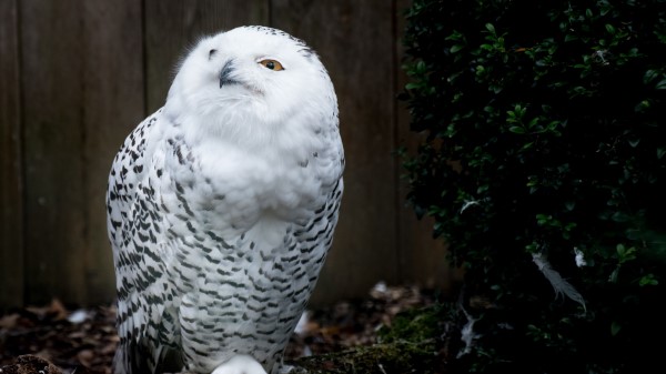 Owl Bird Predator Wallpaper