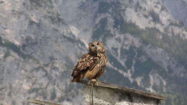 Owl Bird Predator Roof Si Wallpaper