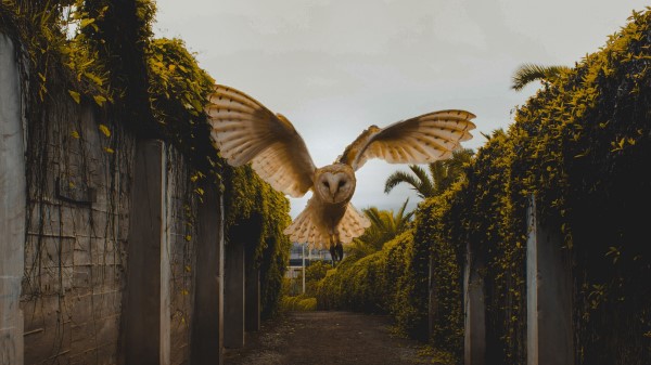 Owl Bird Wings Wallpaper