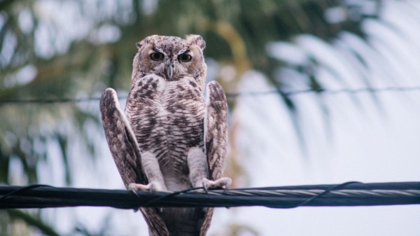 Owl Bird Wire Wallpaper