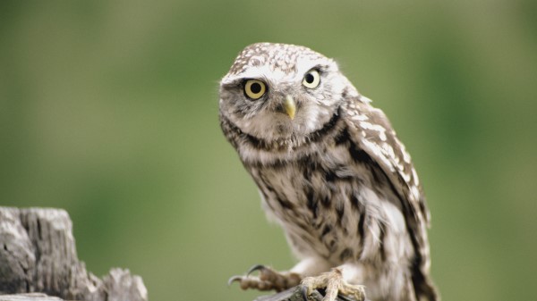 Owl Branch Bird Predator Wallpaper Wallpaper