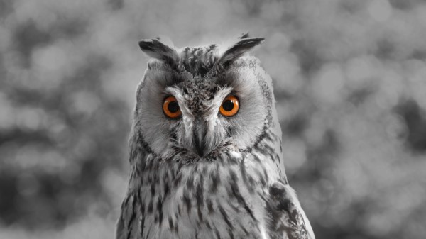 Owl Bw Predator Wallpaper