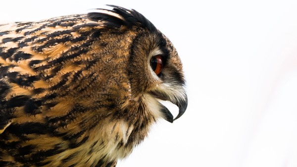 Owl Eagle Owl Beak Bird Predator Profile Wallpaper