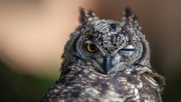 Owl Eyes Bird Predator Wallpaper