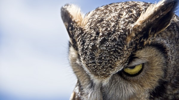 Owl Eyes Evil Heave Wallpaper