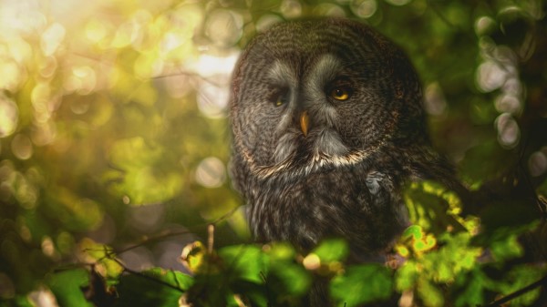 Owl Forest Hd Wallpaper
