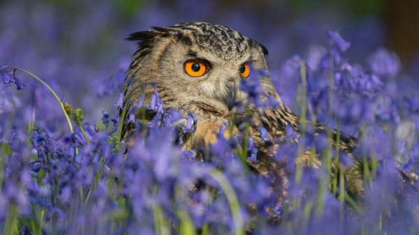 Owl Hd Image Wallpaper