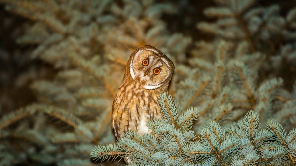 Owl Predator Spruce Night Wallpaper