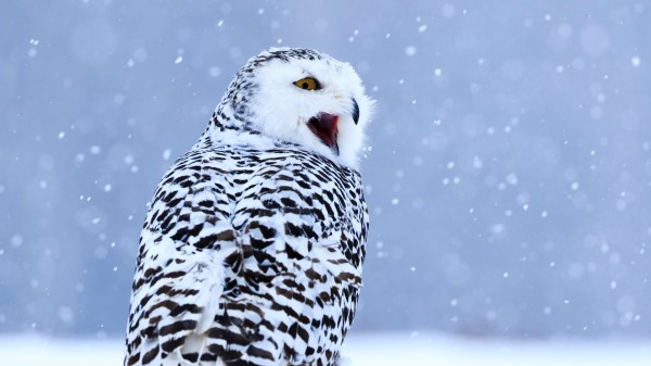 Owl White Owl Polar Owl Wallpaper
