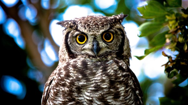Owl Yellow Eyes Close Up Wallpaper
